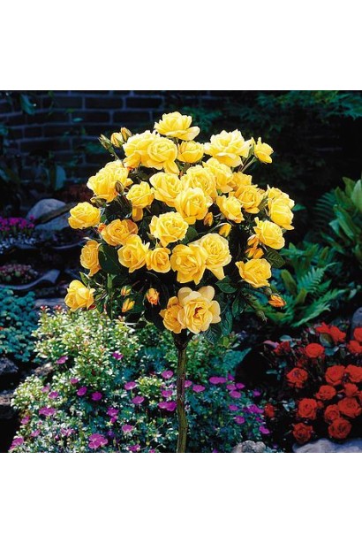 Rosa Golden Showers – роскошные желтые цветы на штамбе.